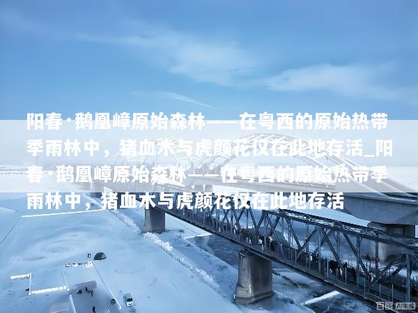 阳春·鹅凰嶂原始森林——在粤西的原始热带季雨林中，猪血木与虎颜花仅在此地存活_阳春·鹅凰嶂原始森林——在粤西的原始热带季雨林中，猪血木与虎颜花仅在此地存活