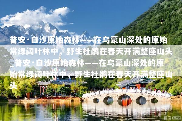 普安·白沙原始森林——在乌蒙山深处的原始常绿阔叶林中，野生杜鹃在春天开满整座山头_普安·白沙原始森林——在乌蒙山深处的原始常绿阔叶林中，野生杜鹃在春天开满整座山头